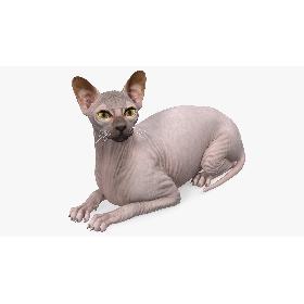 3D Dark Cream Sphynx Cat Lying Pose